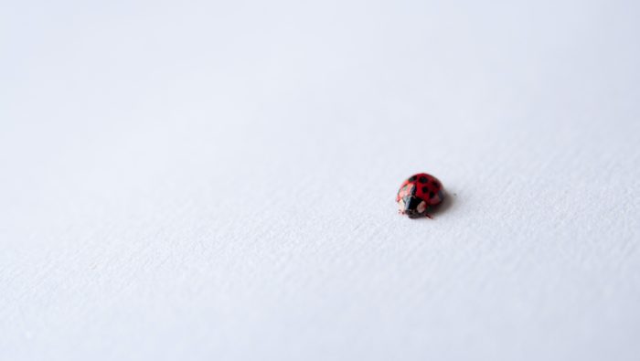 A photograph of a ladybird