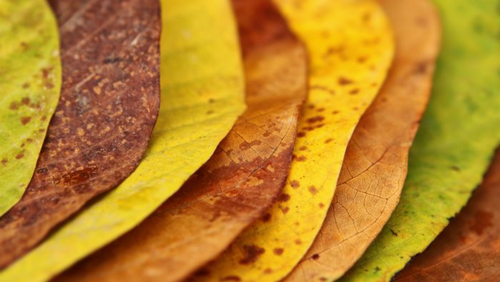 A photo showing leaves layered on top of each other.