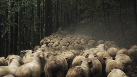 A shepherd leads his flock through a misty woodland.